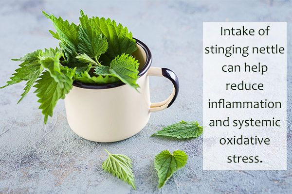 consuming stinging nettle may help reduce inflammation