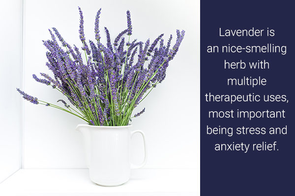 lavender is an easy to grow indoor medicinal herb
