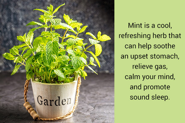 Medicinal herb mint can be grown in home garden