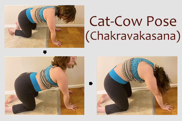 cat-cow yoga pose (chakravakasana)