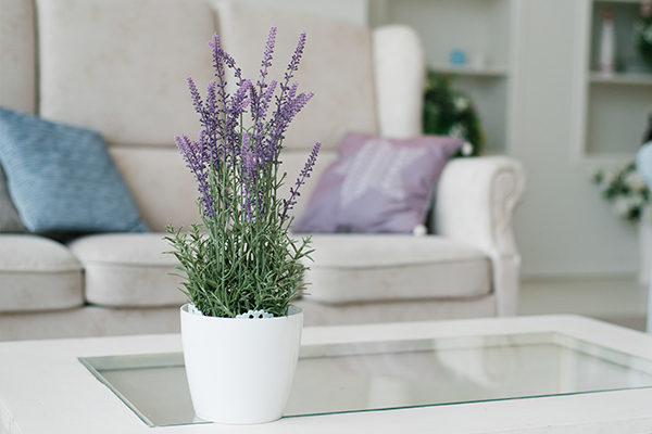 lavender promotes positive energy and provides many health benefits
