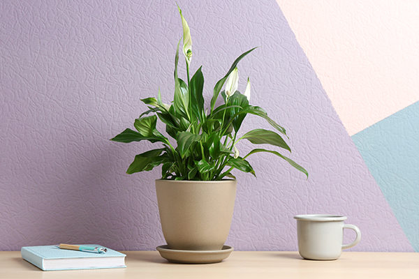 peace lily promotes positive energy and provides many health benefits