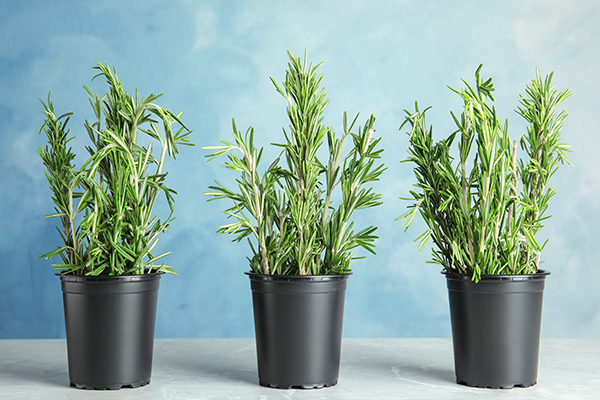 rosemary promotes positive energy and provides many health benefits