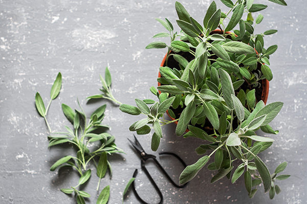 sage promotes positive energy and provides many health benefits