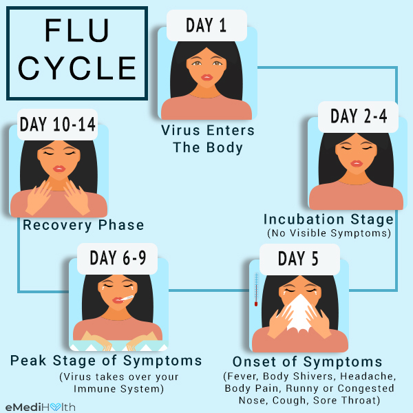 the flu cycle