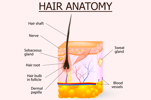 hair anatomy