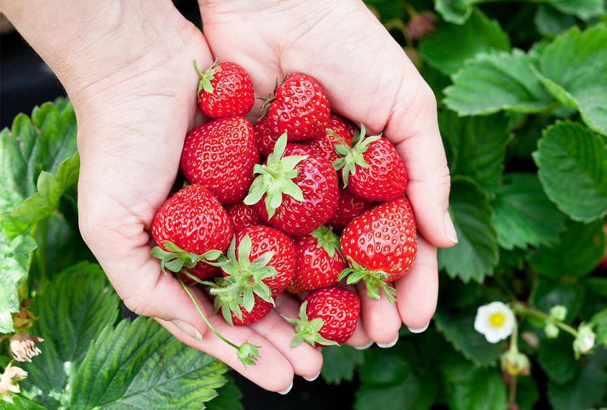 benefits of consuming strawberries