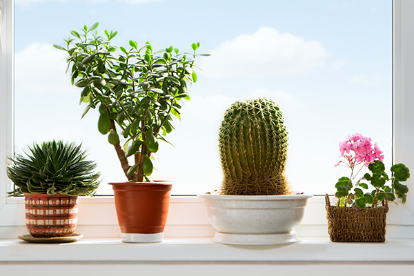 plants that can promote positive energy