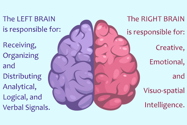 the two sides of the brain