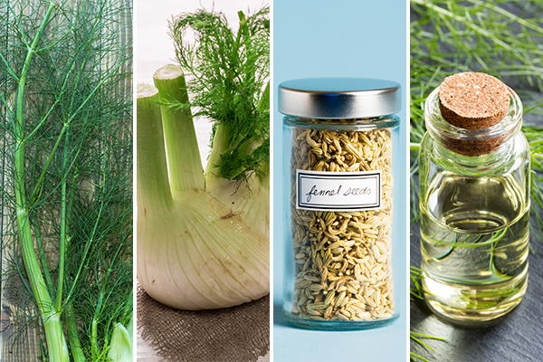 processing and storage of fennel