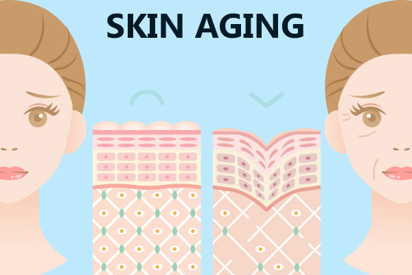 skin aging indicators 