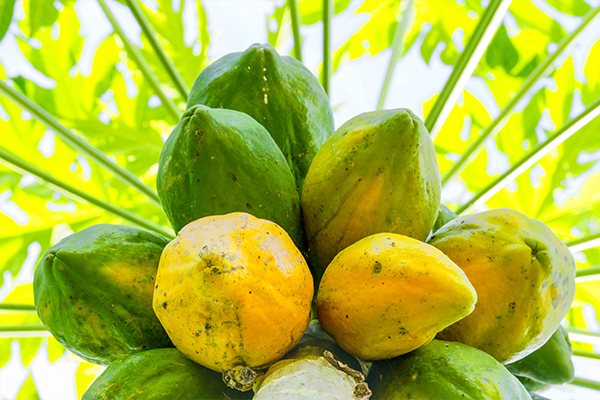 ripe vs. unripe papaya