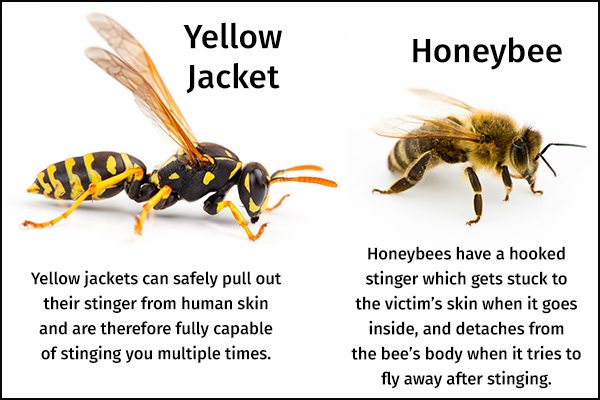 difference between honeybees and yellow jacket