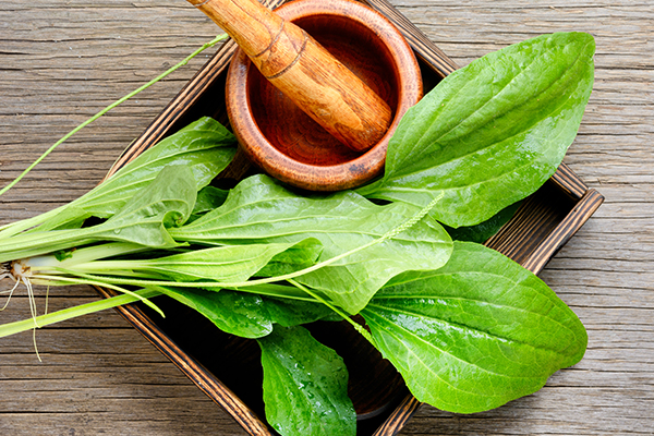 plantain leaves can help reduce sting-induced pain