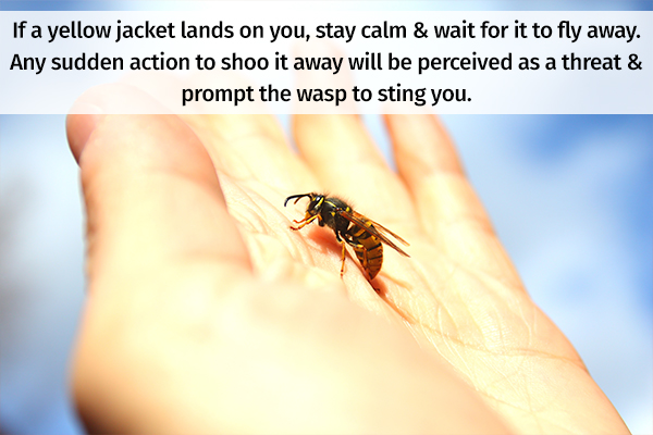 measures to prevent getting stinged by yellow jacket wasp