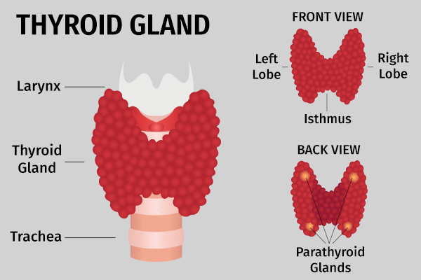 how does thyroid disorder induces hair loss?