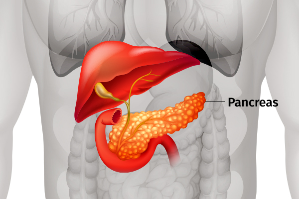 role of pancreas in the human body