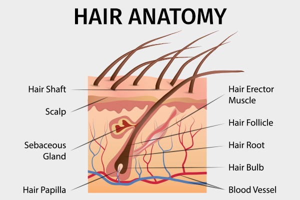 symptoms and signs of damage in hair follicles