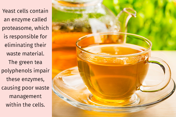 green tea can be beneficial for managing yeast infections