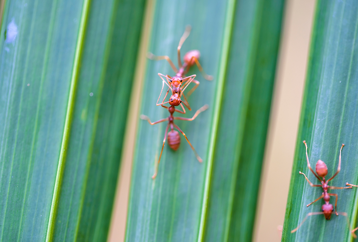 treating fire ant stings