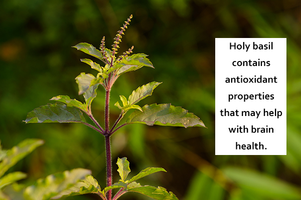holy basil contains properties that can help promote brain health