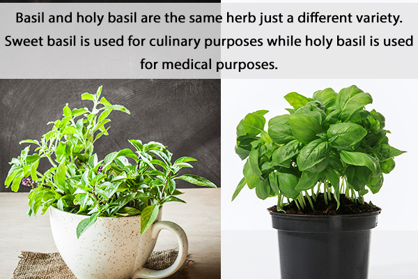 basil vs holy basil: what's the difference