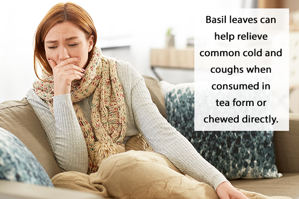 basil consumption can help relieve colds and flu