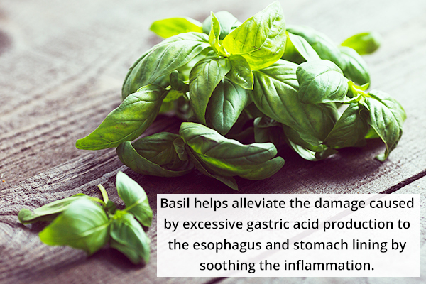 chewing some basil leaves can aid in acidity relief