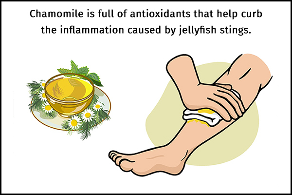 chamomile tea/essential oil usage can help soothe jellyfish sting