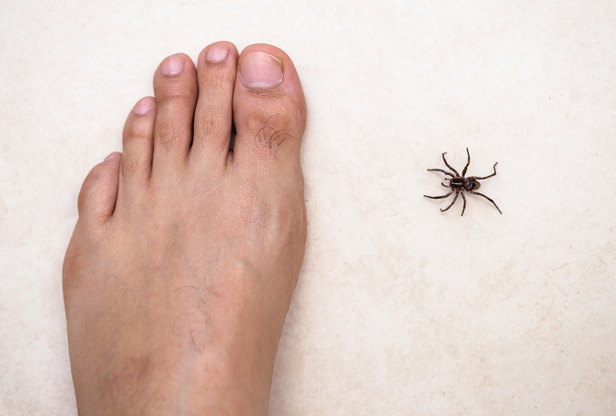 Spider Bites Non Poisonus - Cause, Symptoms, Treatment