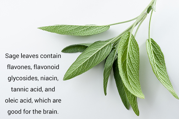 sage consumption can boost your memory and performance