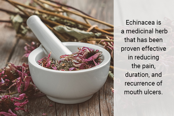 echinacea herb can be beneficial for treatment of canker sores