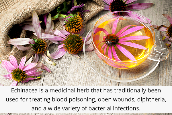 echinacea is a medicinal herb that works as a natural antibiotic