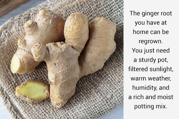 ginger can be regrown from its root at your home