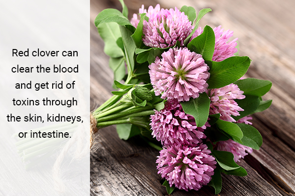 red clover can help get rid of toxins from the body