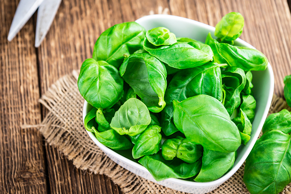 sweet basil is an herb that can be regrown from kitchen scraps