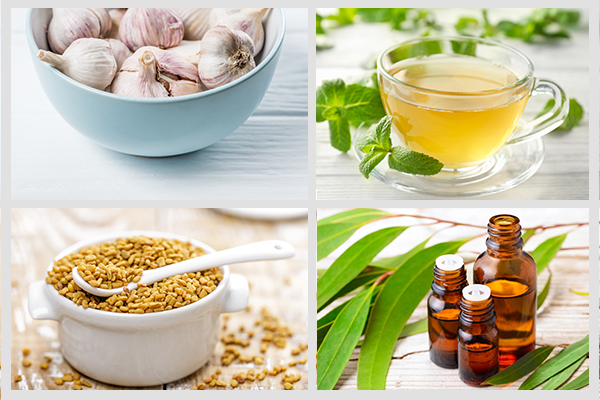 garlic, peppermint tea, fenugreek tea, eucalyptus oil can ease pneumonia