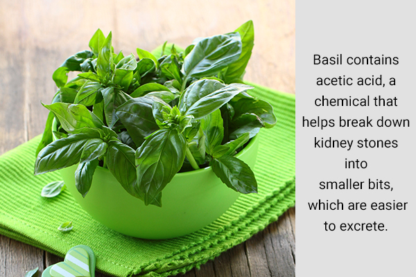 basil can help inhibit kidney stone formation