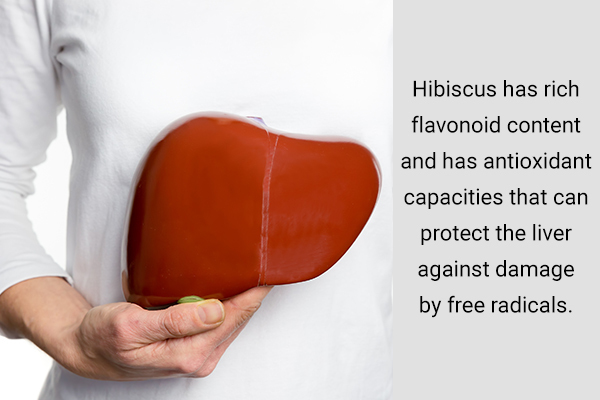 hibiscus can help improve liver health and function