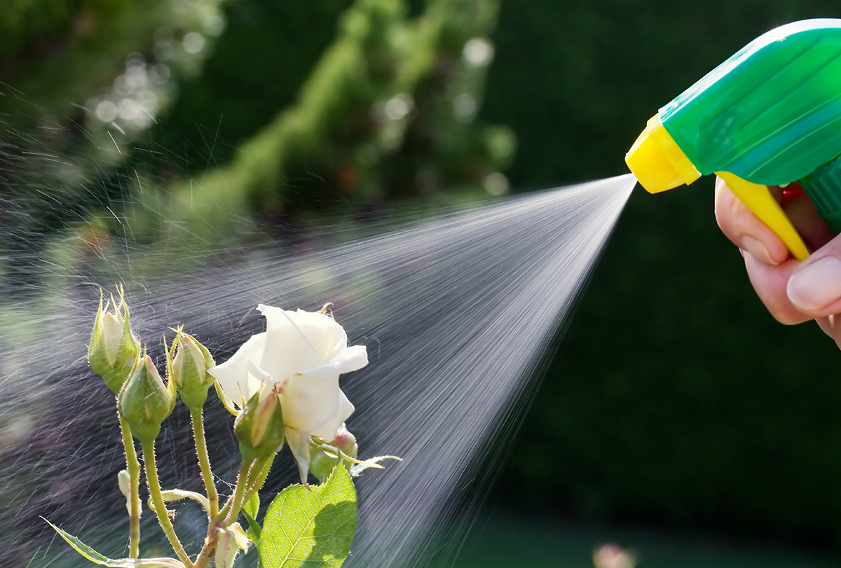 natural ways to control garden pests