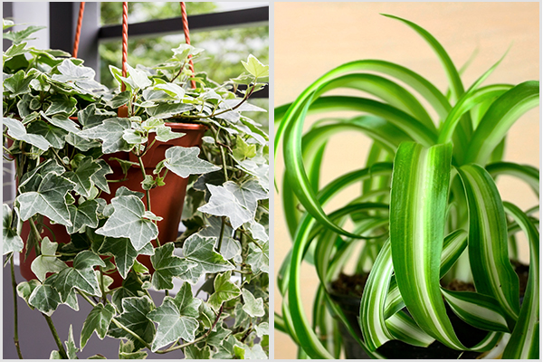 spider plant and English ivy are easy to grow indoor plants