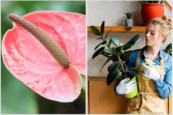 you can try growing rubber plants and flamingo lily at home