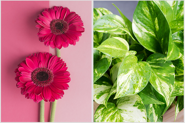you can also try growing golden pothos and gerbera at your home