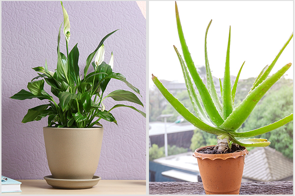aloe vera and peace lily are easy to grow indoor plants
