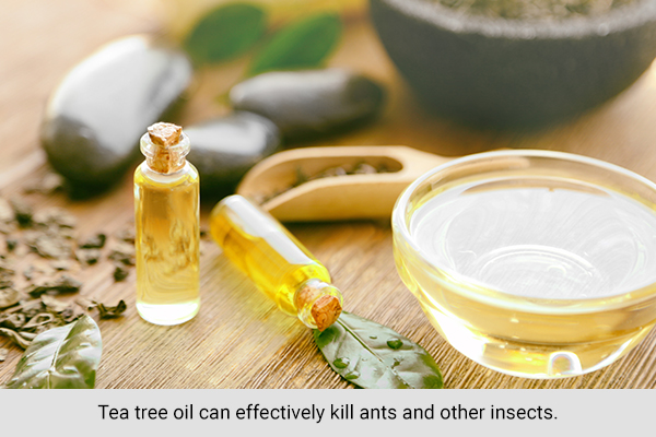 spraying tea tree oil over the ant infested areas can get rid of them