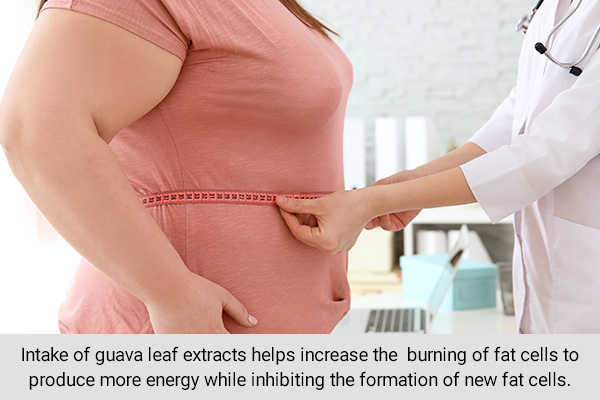 intake of guava leaf extract can help reduce your weight and obesity