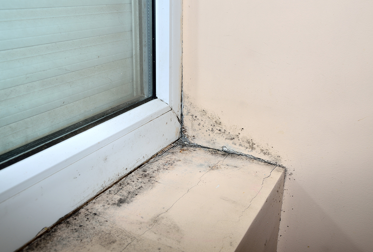 hidden dangers of toxic mold exposure