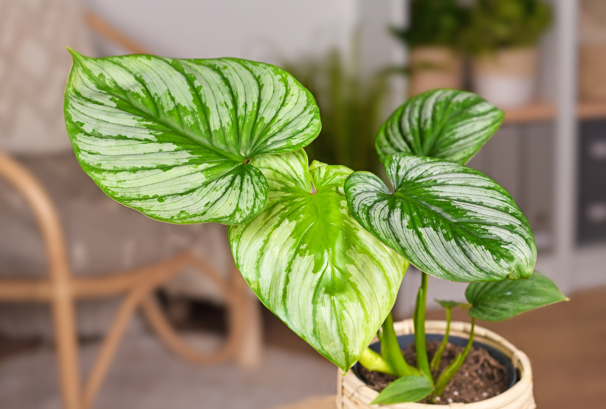 house plants that can be dangerous and poisonous
