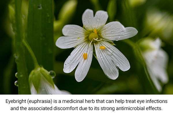 try eyebright herb to help treat eye infections